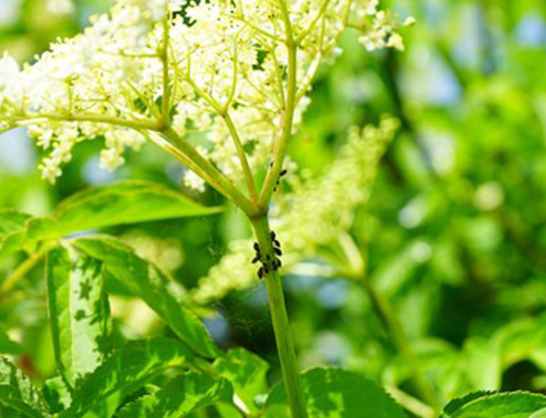 A Brief History of Plant Pests