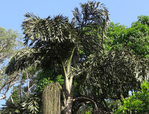 Plant Spotlight – Fishtail Palms