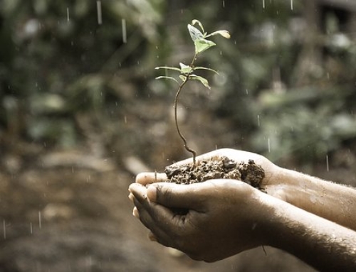 What’s in Your Potting Soil?