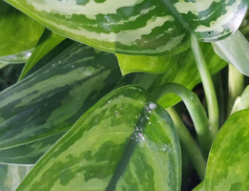 How to Control Mealybugs