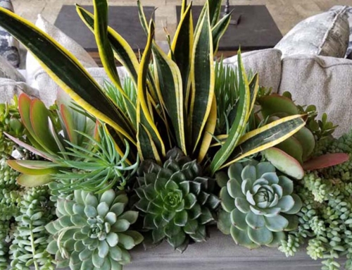 Decorative Succulents for Interiorscapes