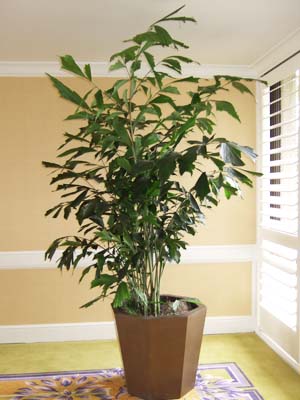 Caryota mitis – Tropical Plant Technician